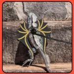Bearded Dragon Leash and Harness Set with Wings