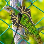 Bearded Dragon Leash and Harness Set with Wings
