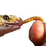 500 Count Bulk Live Mealworms for Bearded Dragons