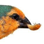 500 Count Bulk Live Mealworms for Bearded Dragons