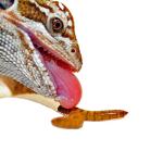 500 Count Bulk Live Mealworms for Bearded Dragons