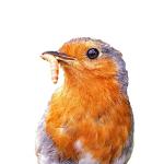 500 Count Bulk Live Mealworms for Bearded Dragons