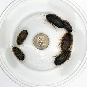 100 Large Dubia Roaches for Bearded Dragons