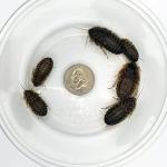 100 Large Dubia Roaches for Bearded Dragons