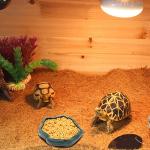 SLSON Small Green Reptile Feeder Bowl for Dragons