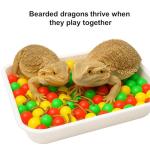 Bearded Dragon Enrichment Toy Kit with Balls