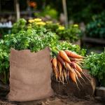 COTTON CRAFT Potato Sack Race Bag - 10 Pack Sturdy Jute Burlap Gunny Bag - Playground Fitness Equipment Sports Fun Games Birthday Picnic Party - Adults Kids Jumping Sack Frost Protection - Large 24x39 by Orient Originals Inc.