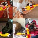 15inch Rubber Chicken Squeeze Chicken Prank Novelty Pet Toys from POPLAY