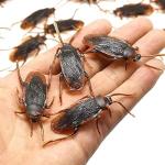 Ksquares Prank Fake Roaches, Favorite Trick Joke Toys Look Real, Scary Insects Realistic Plastic Bugs, Novelty Cockroach for Party, Christmas, Halloween from Ksquares