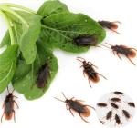 Ksquares Prank Fake Roaches, Favorite Trick Joke Toys Look Real, Scary Insects Realistic Plastic Bugs, Novelty Cockroach for Party, Christmas, Halloween from Ksquares