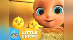 Little Chicks by 