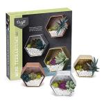 Craft Crush â Mini Terrariums Craft Kit â Make 3 Geometric Terrariums with Colorful Felt Succulents â Creative Arts & Crafts Gift for Kids, Teens & Adults by Ann Williams Group