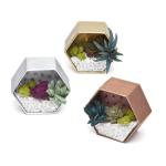 Craft Crush â Mini Terrariums Craft Kit â Make 3 Geometric Terrariums with Colorful Felt Succulents â Creative Arts & Crafts Gift for Kids, Teens & Adults by Ann Williams Group