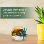 Craft Crush â Mini Terrariums Craft Kit â Make 3 Geometric Terrariums with Colorful Felt Succulents â Creative Arts & Crafts Gift for Kids, Teens & Adults by Ann Williams Group