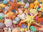 White Mountain Puzzles Beach Shells - 500 Piece Jigsaw Puzzle by White Mountain Puzzles, Inc.
