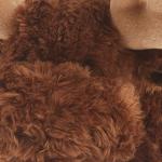 Aurora - Flopsie - 12" Moose,Multi from Aurora World, Inc.