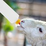 Yardwe 5 Sets 400ml Lamb Feeding Bottle Kid Livestock Drink Bottle Jug Baby Goat Calf Milk Water Bottle for Farm Accessories by Yardwe