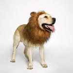 Funny Lion Mane Wig for Medium to Large Dogs
