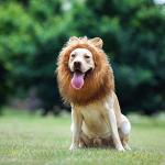 Funny Lion Mane Wig for Medium to Large Dogs