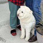 Funny Reindeer Costume for Dogs and Pets