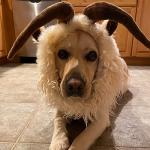 Funny Reindeer Moose Costume for Dogs, Size L