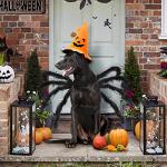 Giant Spider Pet Costume for Halloween Fun