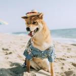 AWOCAN Funny Mexican Sombrero for Small Pets