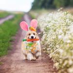 Adorable Bunny Costume Set for Dogs and Puppies