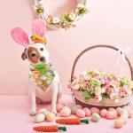 Adorable Bunny Costume Set for Dogs and Puppies