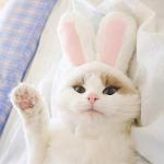 XIMISHOP Bunny Style Pet Hat