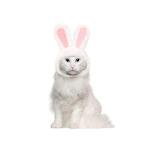 XIMISHOP Bunny Style Pet Hat