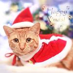 Red Christmas Cat Costume with Cape and Bells