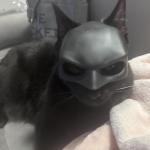 Funny Cat Mask for Halloween Costumes
