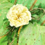 Fairy Costume for Girls Birthday and Halloween