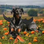 Rypet XL Bat Wings Costume for Dogs and Cats