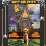 Donald Duck Dog Costume with Wig and Tie