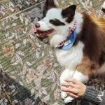 Jinchan Eden Floral Round Washable Area Rug 6ft