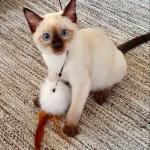 Interactive Cat Feather Teaser Wand Toy Set