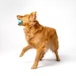 Playology Peanut Butter Scented Squeaky Fetch Ball