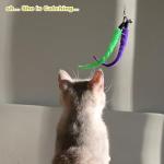 Interactive Cat Wand Toy Set with Feather Refills