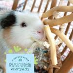 Oxbow Natural Dangly Party Pack for Pets