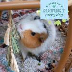 Oxbow Natural Dangly Party Pack for Pets