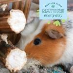 Oxbow Natural Dangly Party Pack for Pets