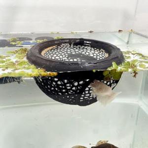 Betta Fish Hammock and Feeder Accessory