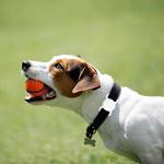 AirTag Dog Collar Holder - 2 Pack, Waterproof