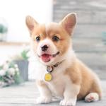 Pawaii Silent Silicone Dog ID Tag with QR Code