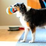 Chuckit! Indoor Fetch Ball for Bored Dogs