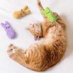 Colorful Bunny Catnip Toys for Indoor Cats