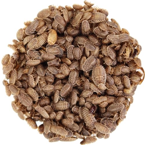 Nutrient-Rich 100ct Small Dubia Roaches - Ideal Reptile Food