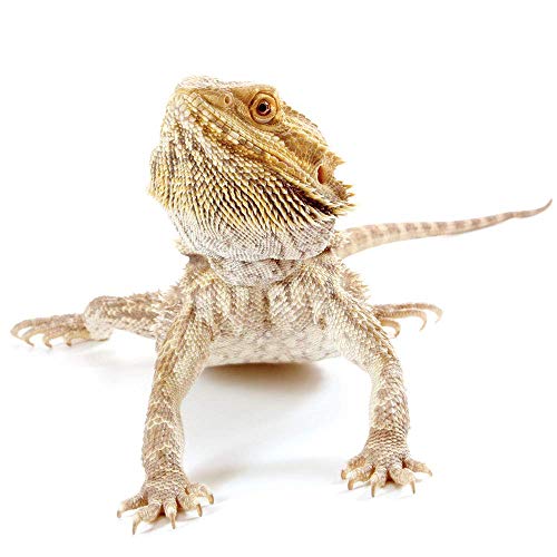 Herp Dragon Treat: Healthy Grasshoppers (15.88g Jar)